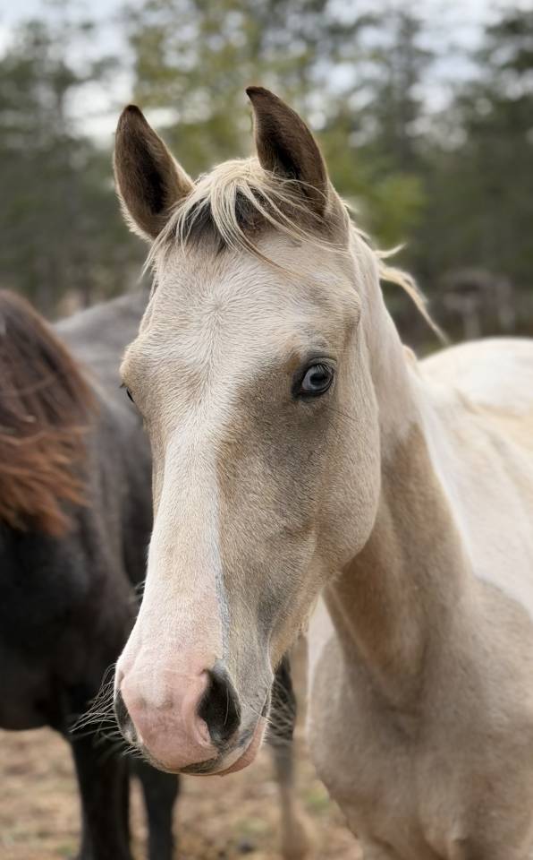 Intero PFS Pony Francese da Sella In vendita 2025 Pezzato
