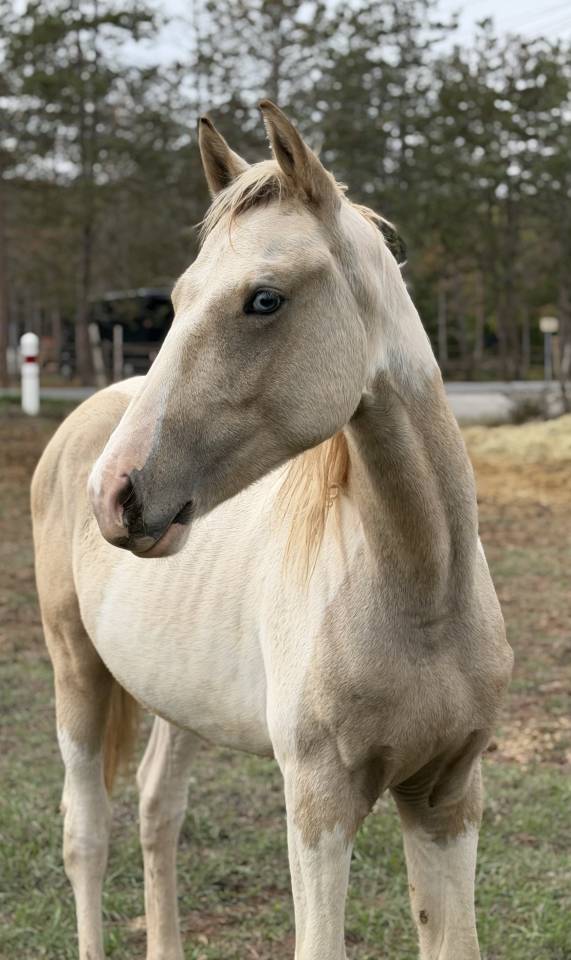 Intero PFS Pony Francese da Sella In vendita 2025 Pezzato