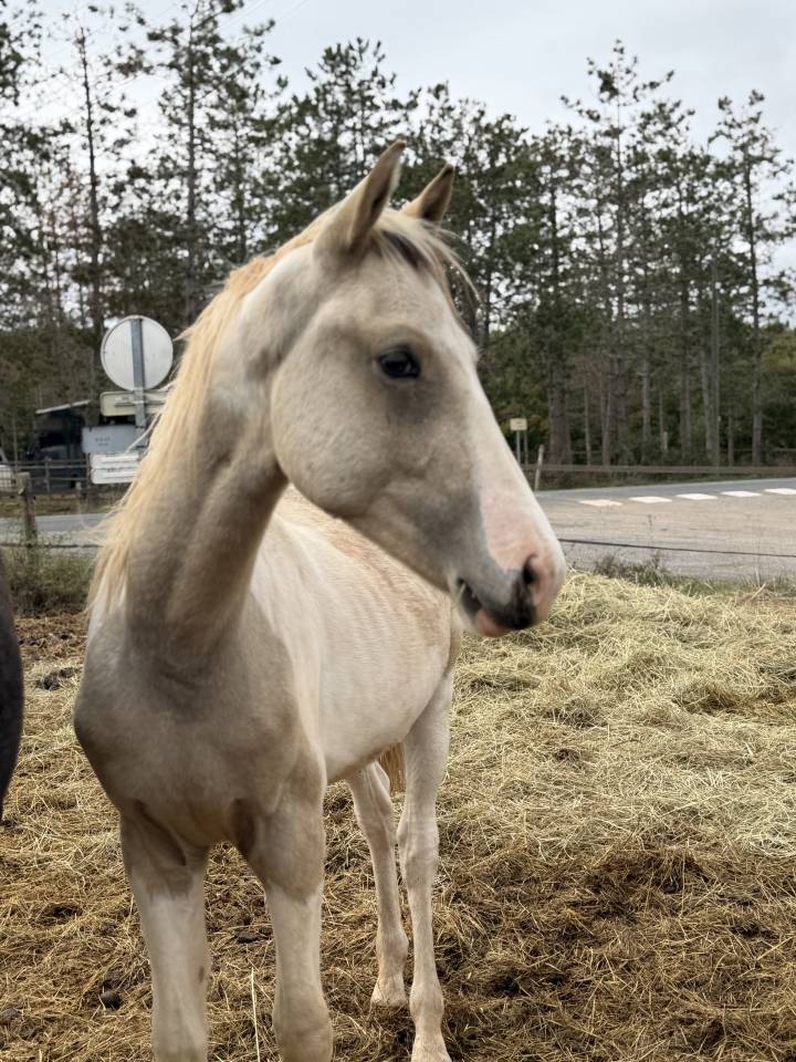 Intero PFS Pony Francese da Sella In vendita 2025 Pezzato
