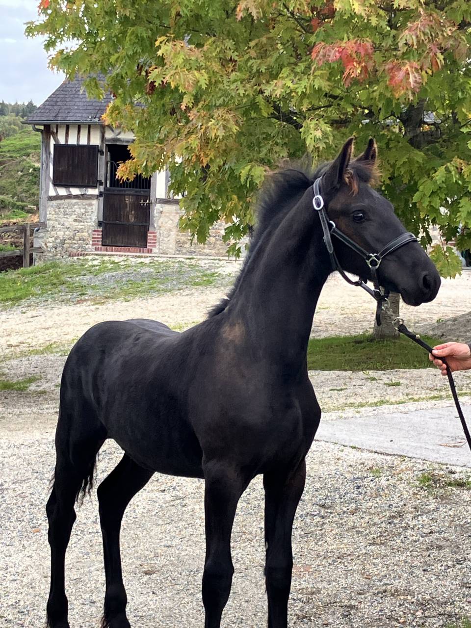 Puledro Frisone In vendita 2026 Nero ,  Menso 542