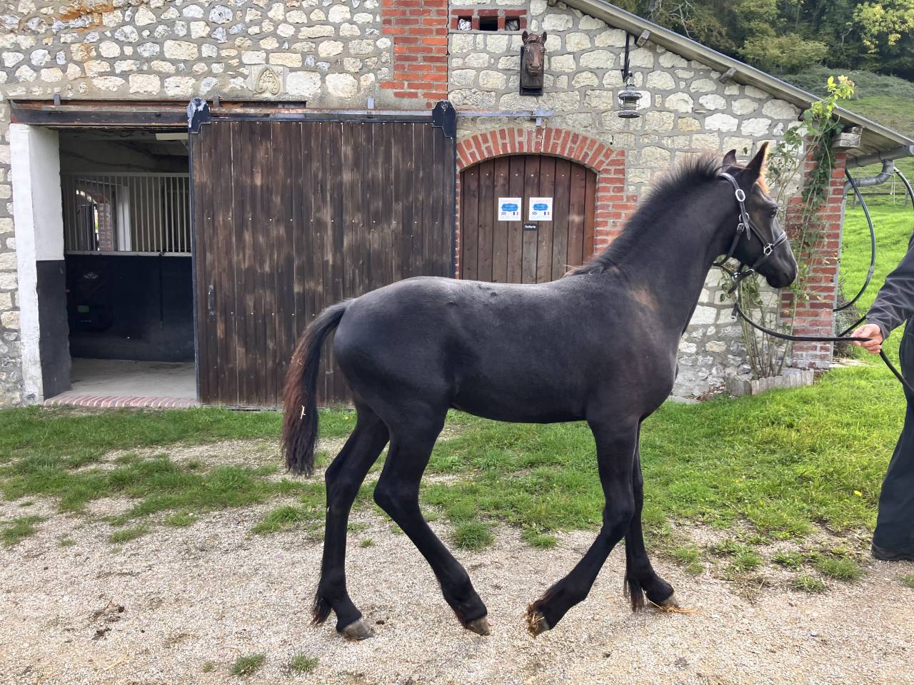 Puledro Frisone In vendita 2026 Nero ,  Menso 542