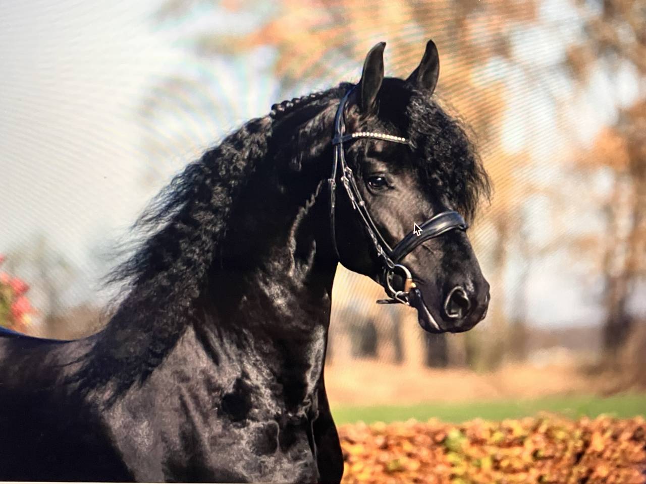 Puledro Frisone In vendita 2026 Nero ,  Menso 542