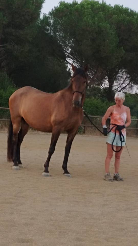 Castrone PRE Andaluso In vendita 2022 Baio scuro ,  Fandango CLXVI
