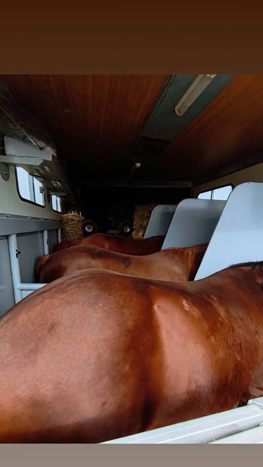 Mercedes Atego trasporto 4 cavalli e living