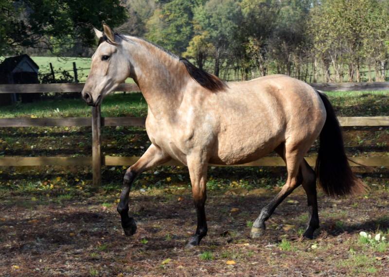 Cavalla PRE Andaluso In vendita 2023 Isabella