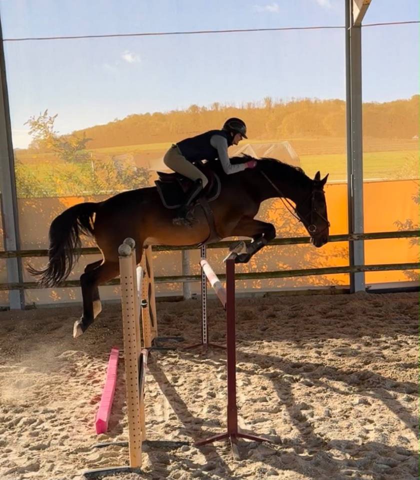 Castrone sBs Cavallo da Sport Belgio In vendita 2018 Baio ,  TOULON