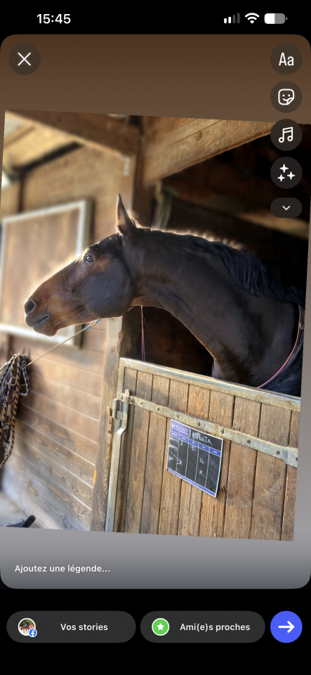 Castrone sBs Cavallo da Sport Belgio In vendita 2018 Baio ,  TOULON