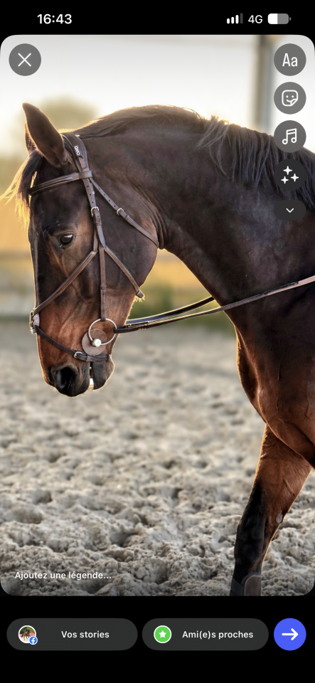 Castrone sBs Cavallo da Sport Belgio In vendita 2018 Baio ,  TOULON