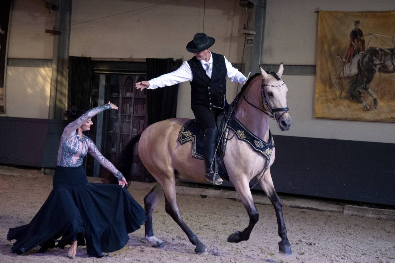Castrone Lusitano In vendita 2017 Isabella ,  HABLADOR