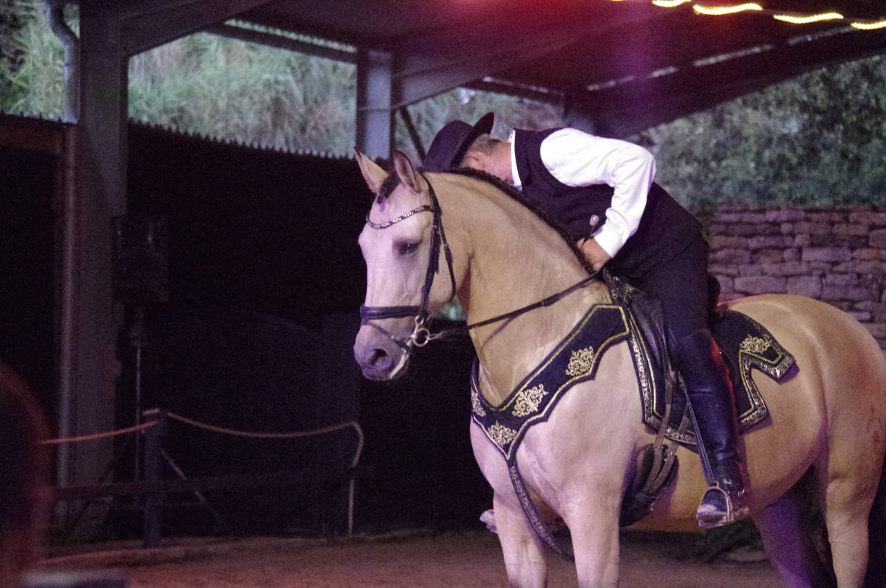 Castrone Lusitano In vendita 2017 Isabella ,  HABLADOR