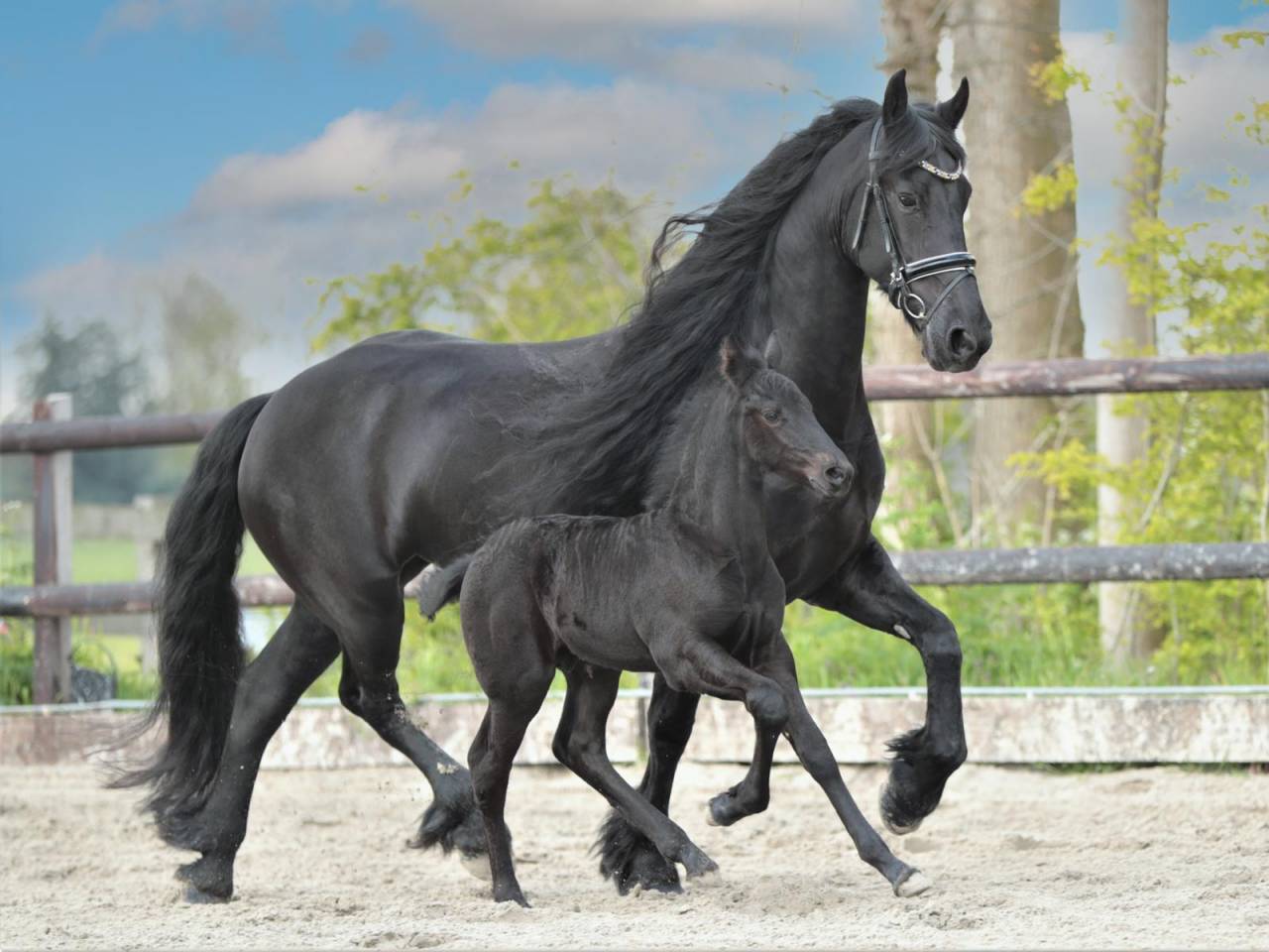 Puledra Frisone In vendita 2026 Nero ,  jehannes 484