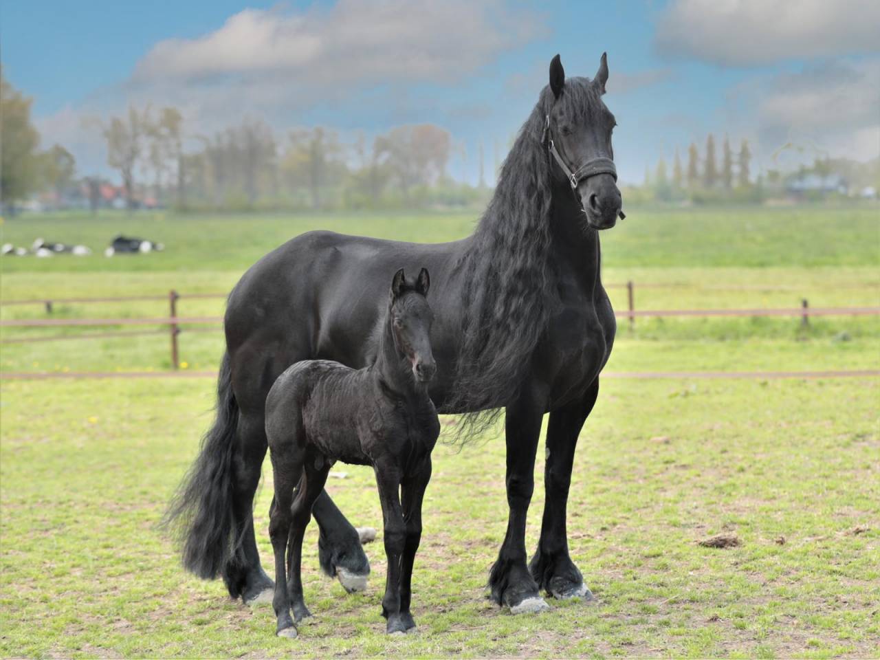 Puledra Frisone In vendita 2026 Nero ,  jehannes 484
