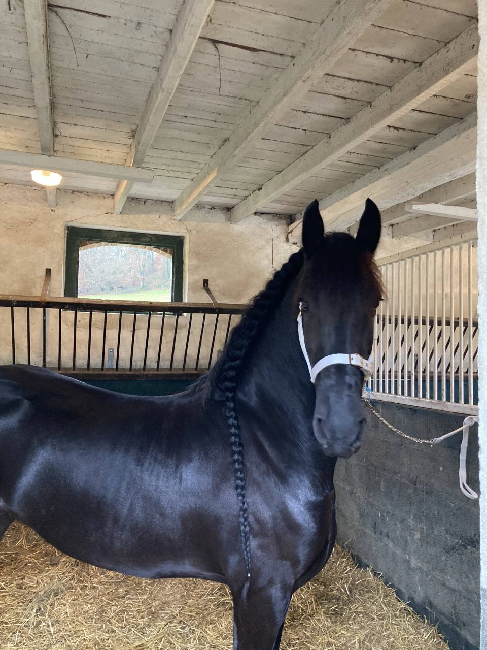 Puledra Frisone In vendita 2026 Nero ,  jehannes 484