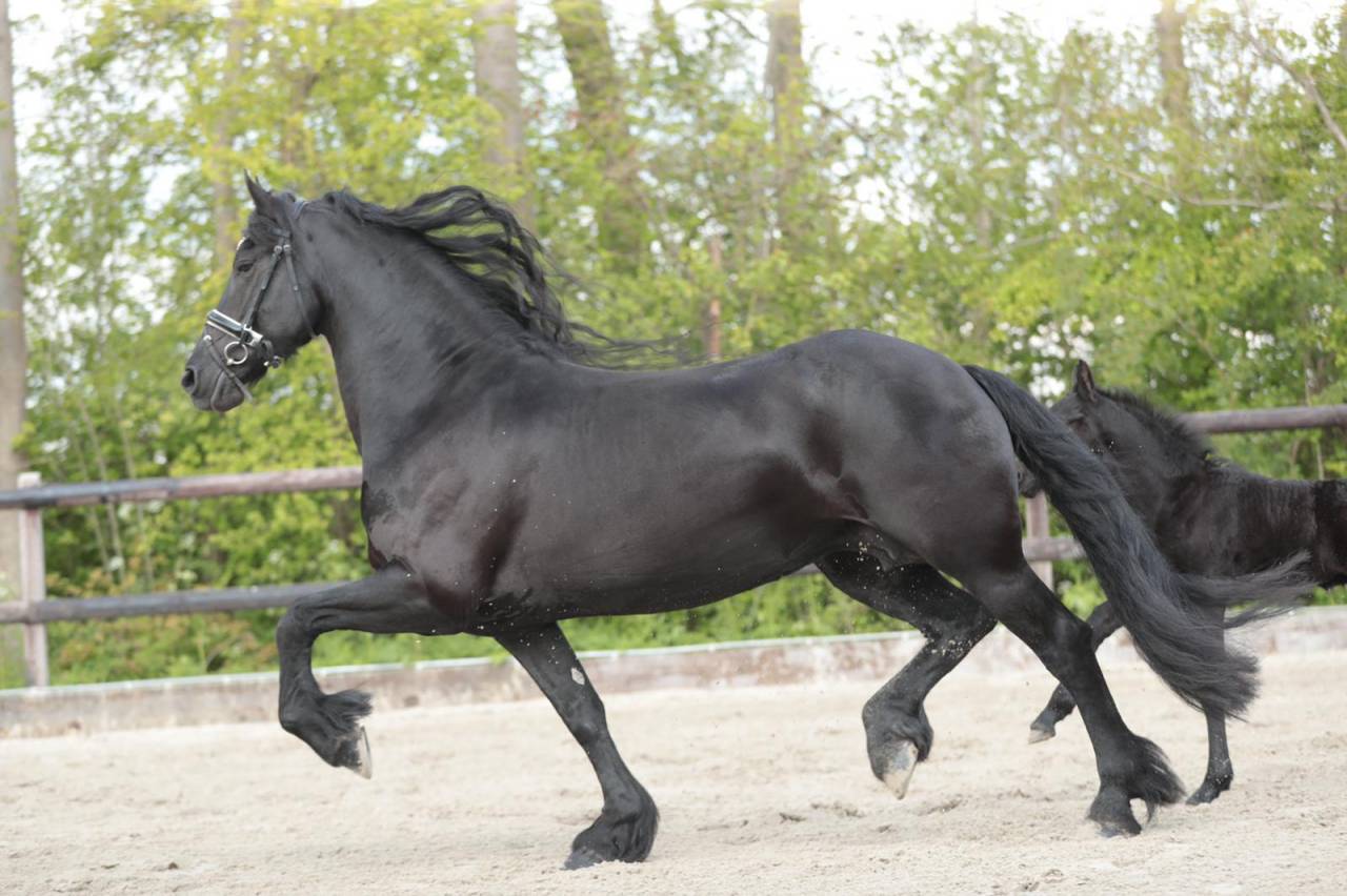 Puledra Frisone In vendita 2026 Nero ,  jehannes 484