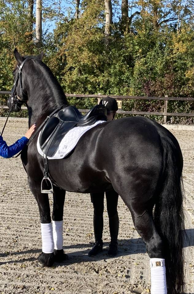 Puledra Frisone In vendita 2026 Nero ,  jehannes 484