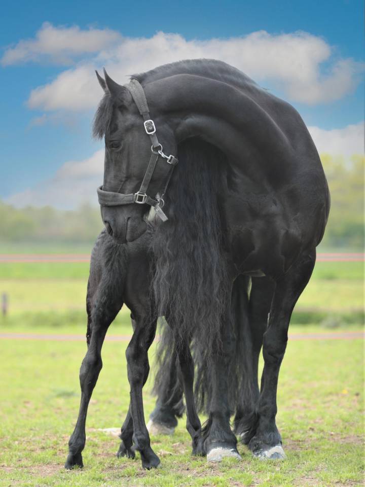 Puledra Frisone In vendita 2026 Nero ,  jehannes 484