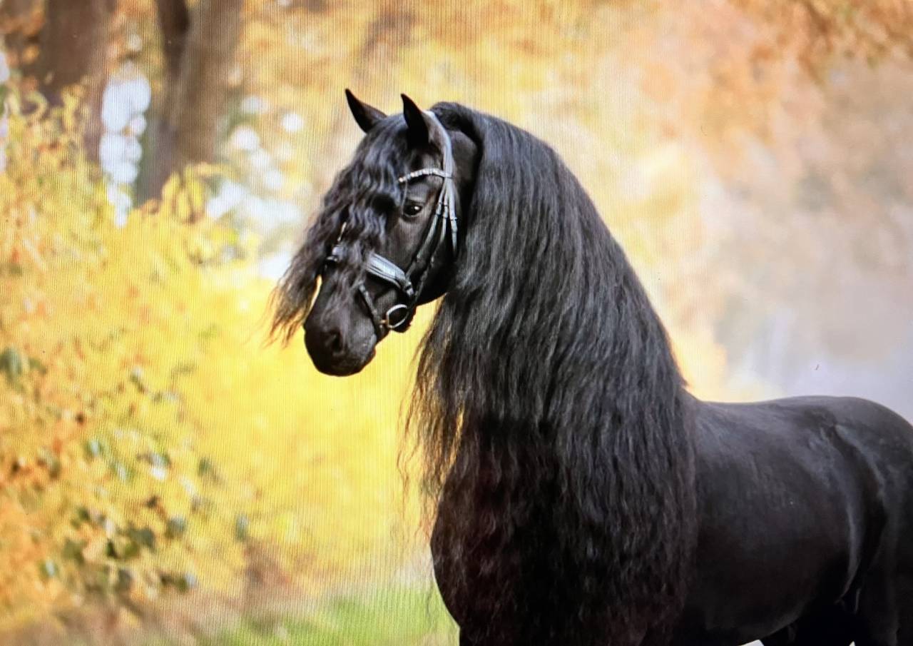 Puledra Frisone In vendita 2026 Nero ,  jehannes 484
