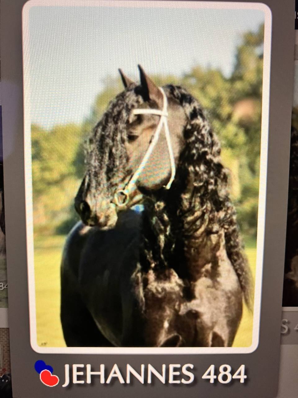 Puledra Frisone In vendita 2026 Nero ,  jehannes 484