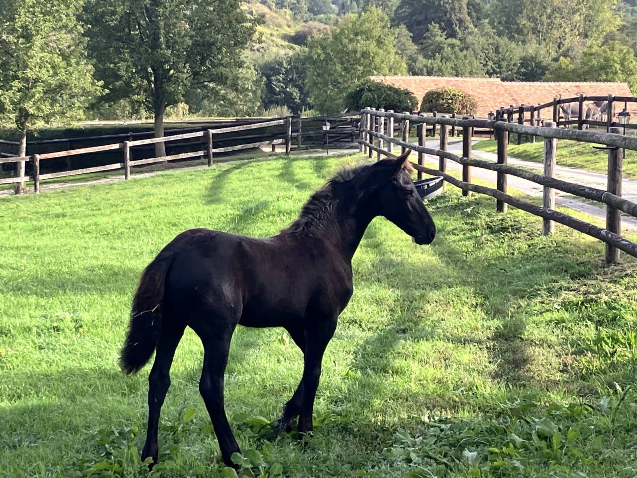 Puledra Frisone In vendita 2026 Nero ,  jehannes 484