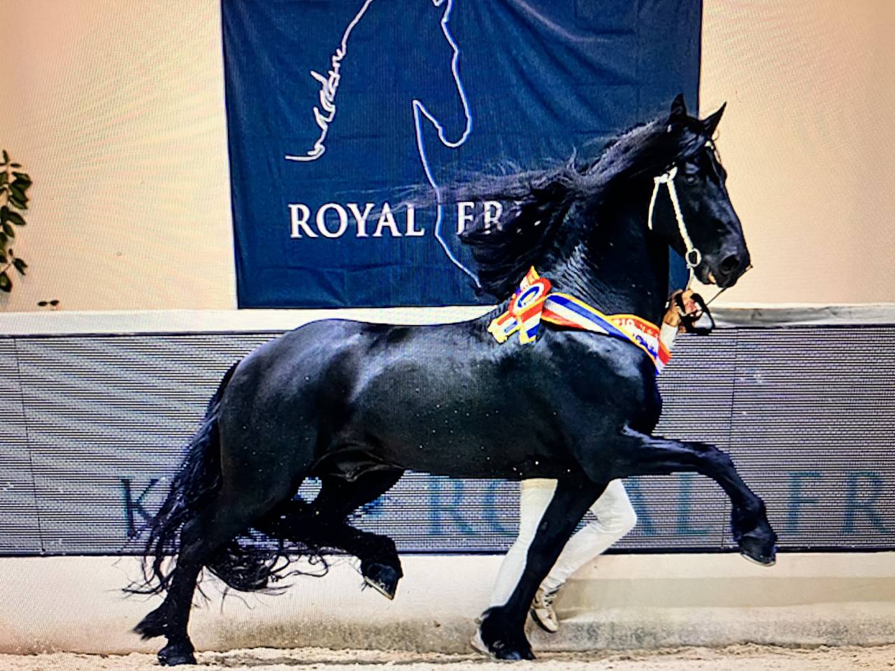 Puledra Frisone In vendita 2026 Nero ,  jehannes 484