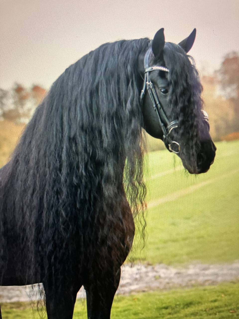 Puledra Frisone In vendita 2026 Nero ,  jehannes 484