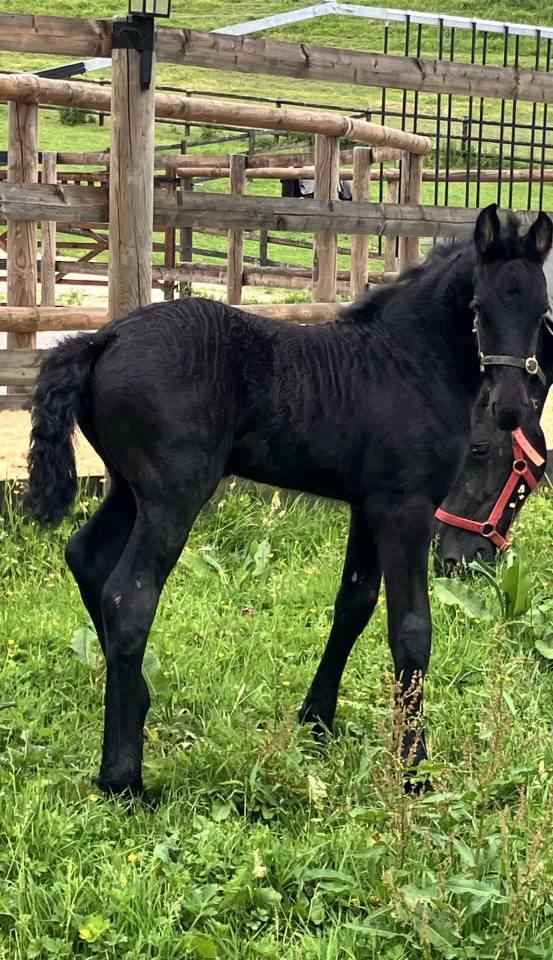 Puledra Frisone In vendita 2026 Nero ,  jehannes 484