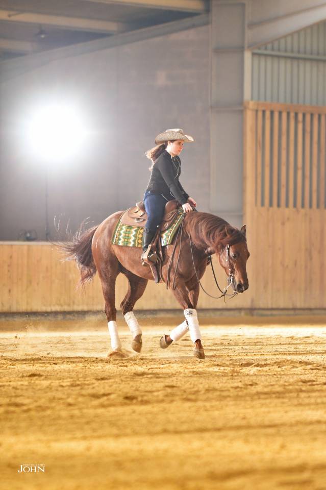 Castrone Quarter Horse In vendita 2019 Sauro