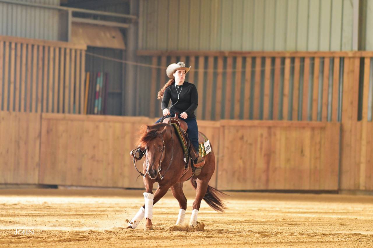 Castrone Quarter Horse In vendita 2019 Sauro