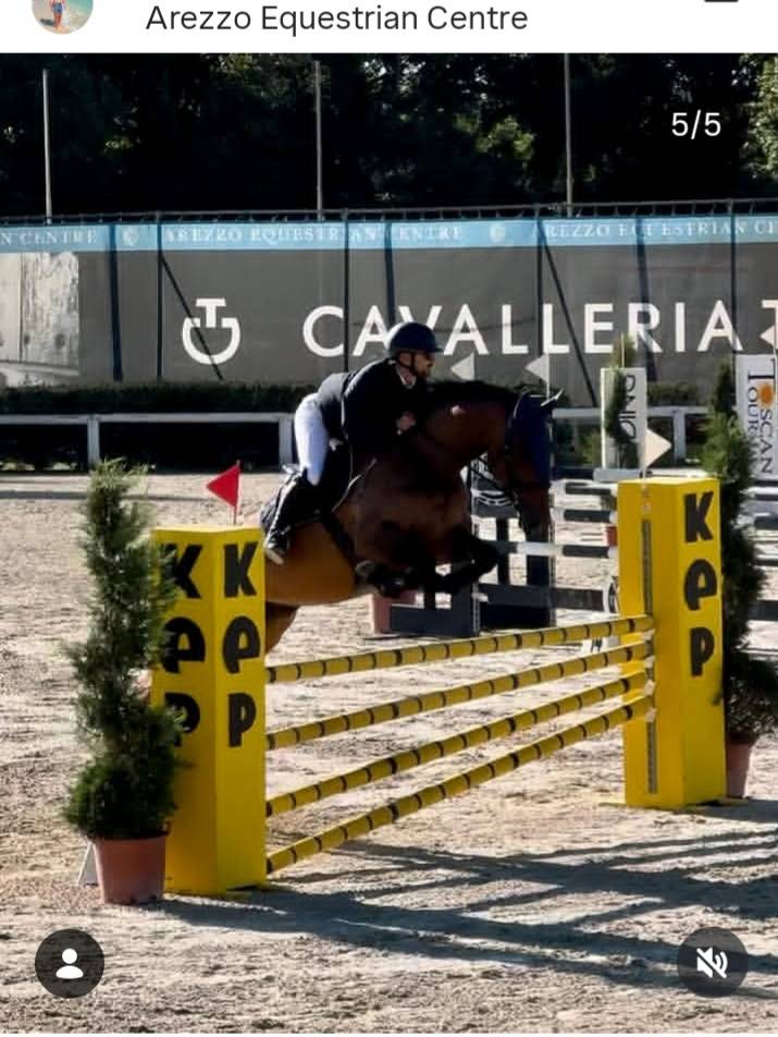 Vendo cavallo da salto ostacoli 