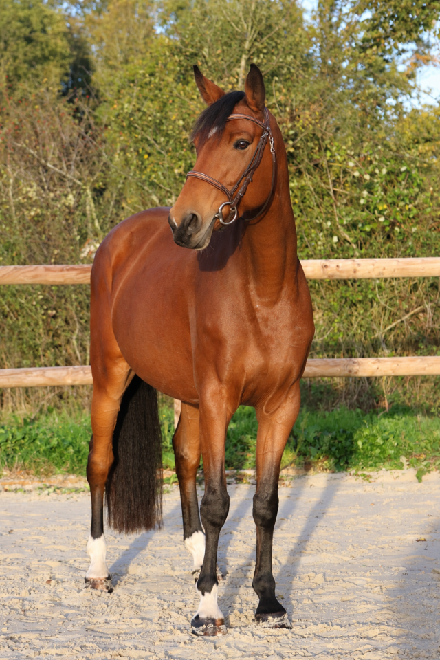Cavalla Sella Francese In vendita 2019 Baio ,  Dingo Louvo