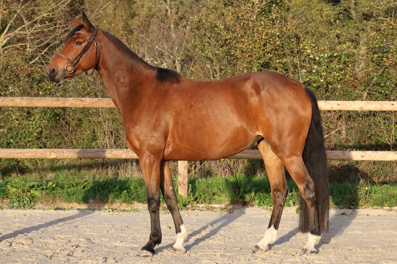 Cavalla Sella Francese In vendita 2019 Baio ,  Dingo Louvo