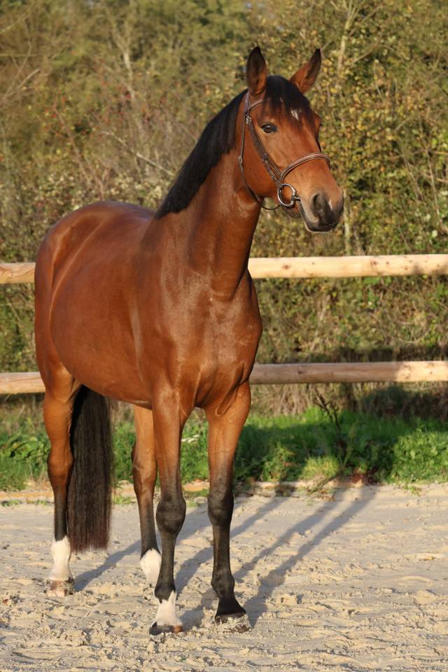 Cavalla Sella Francese In vendita 2019 Baio ,  Dingo Louvo
