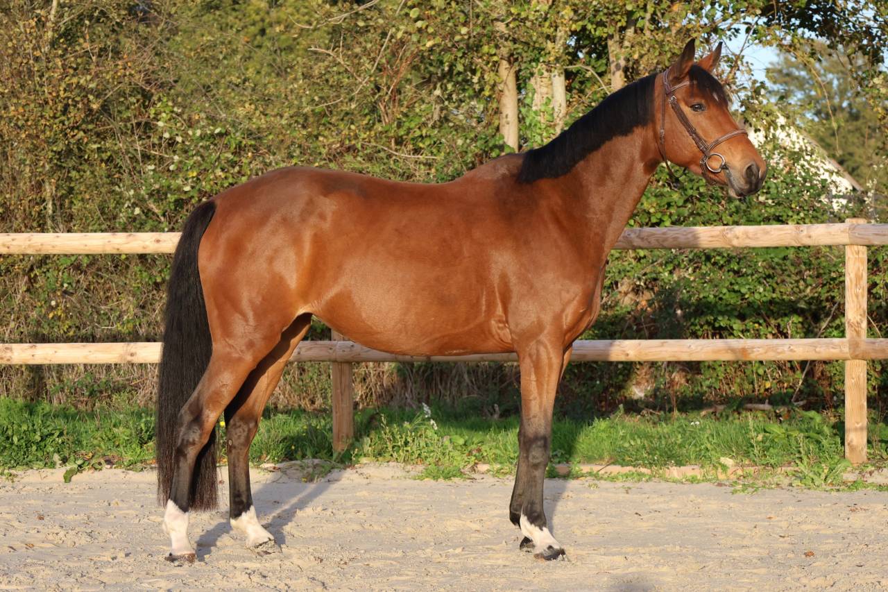 Cavalla Sella Francese In vendita 2019 Baio ,  Dingo Louvo