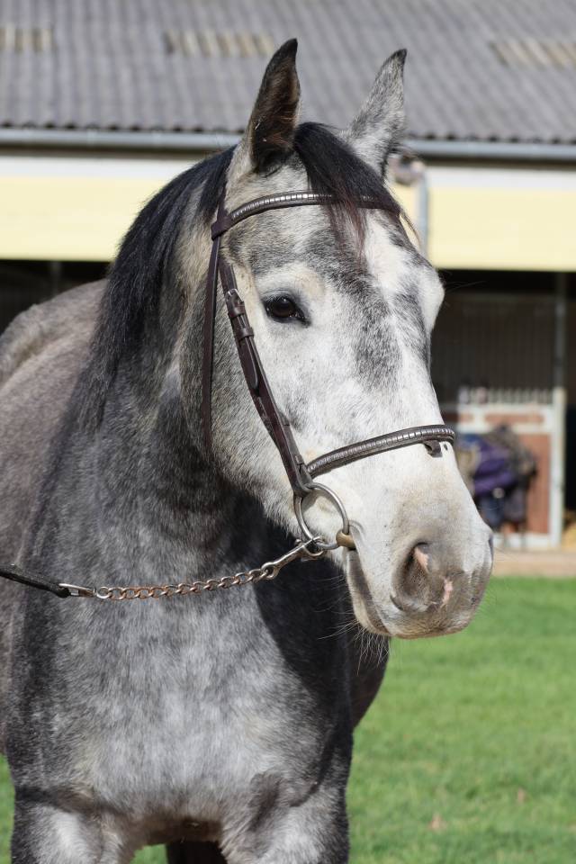 Cavalla Sella Francese In vendita 2023 Grigio ,  ULGAR MAIL