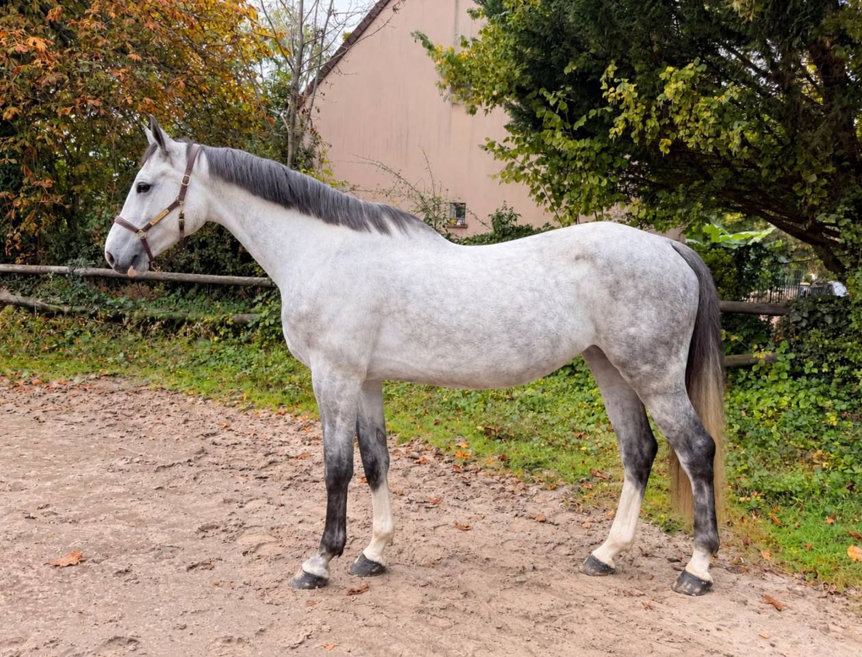 Cavalla Zangersheide In vendita 2020 Grigio ,  Chaiton F Z