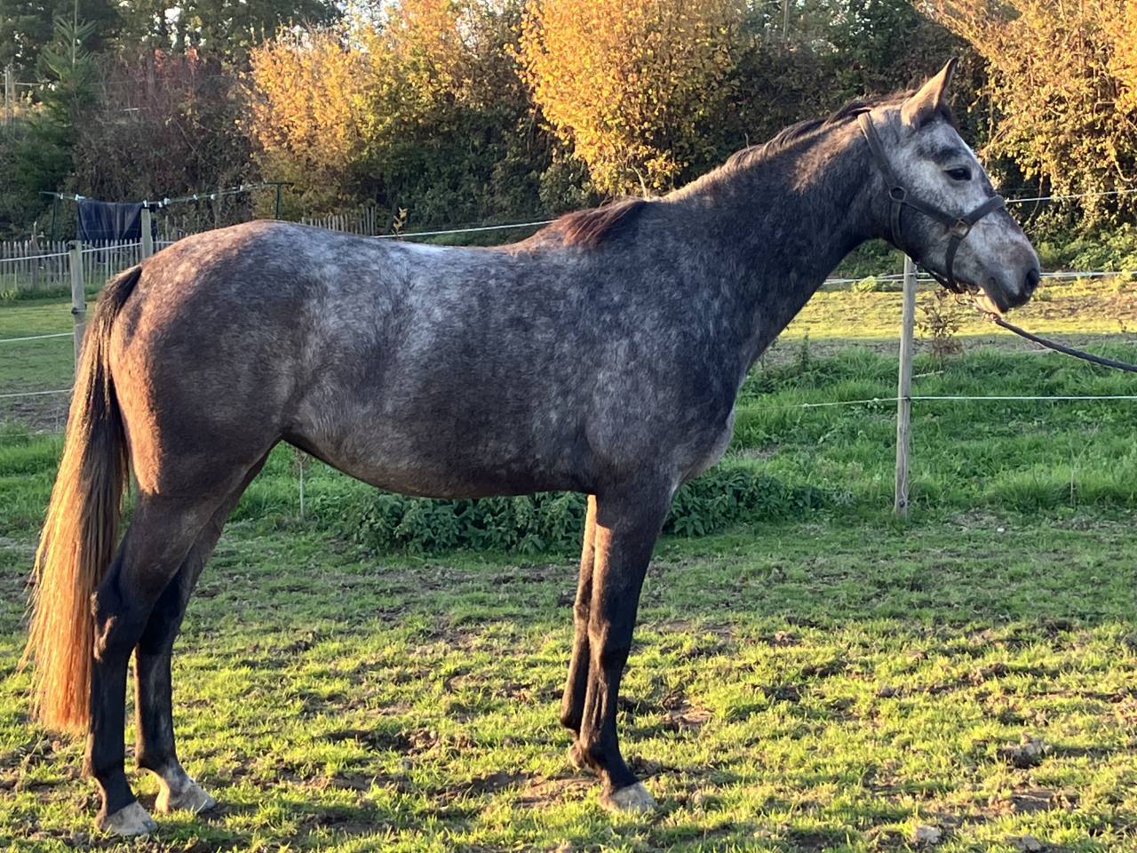 Cavalla Zangersheide In vendita 2023 Grigio ,  Cornet du Lys