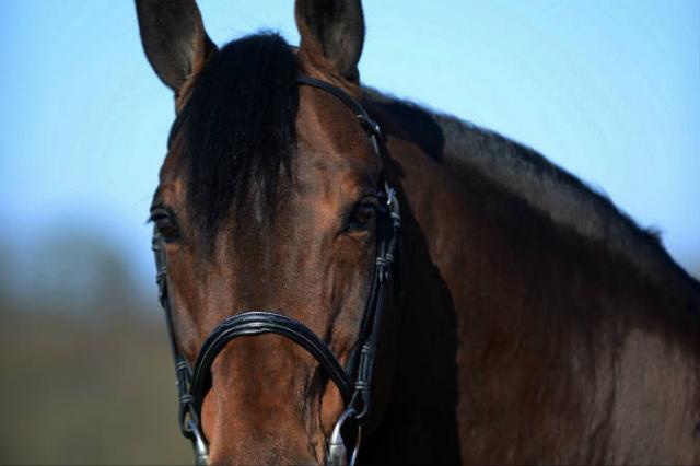 Con Air - Holsteiner 1997 ,  CONTENDER