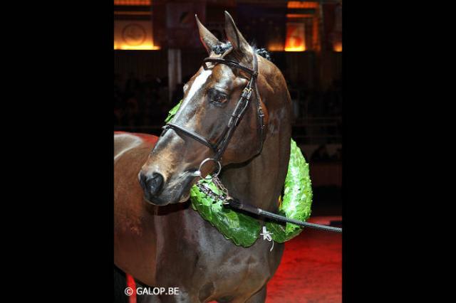 Toulon - BWP Cavallo da Sangue Belgio 1996 ,  HEARTBREAKER