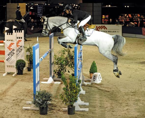 Clarimo - Holsteiner 2003 ,  CLEARWAY HOLST