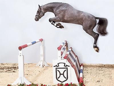 Clarimo - Holsteiner 2003 ,  CLEARWAY HOLST