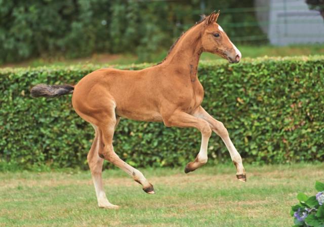 Clarimo - Holsteiner 2003 ,  CLEARWAY HOLST