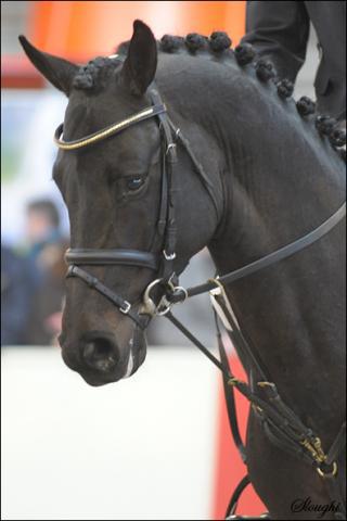 Diarado - Holsteiner 2005 ,  DIAMANT DE SEMILLY SFA