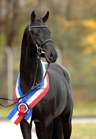 Diarado - Holsteiner 2005 ,  DIAMANT DE SEMILLY SFA