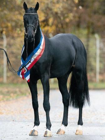 Diarado - Holsteiner 2005 ,  DIAMANT DE SEMILLY SFA