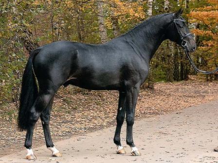 Diarado - Holsteiner 2005 ,  DIAMANT DE SEMILLY SFA