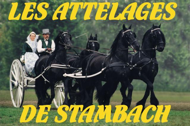 Domaine Equestre de Stambach | Formazione, Insegnamento equestre > Istruzione equina secondaria e superiore 