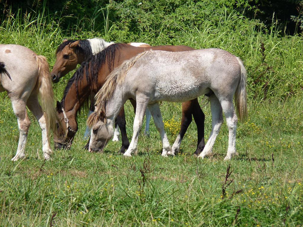 Stallone Curly In vendita 2014 Pezzato ,  JACK DANIELS