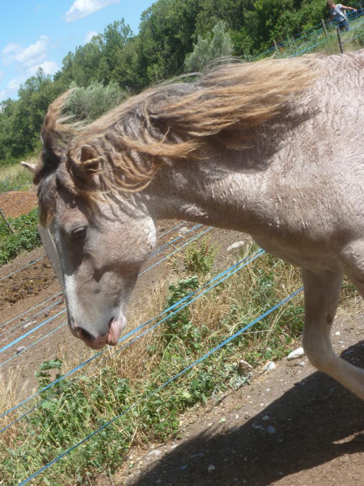 Stallone Curly In vendita 2014 Pezzato ,  JACK DANIELS