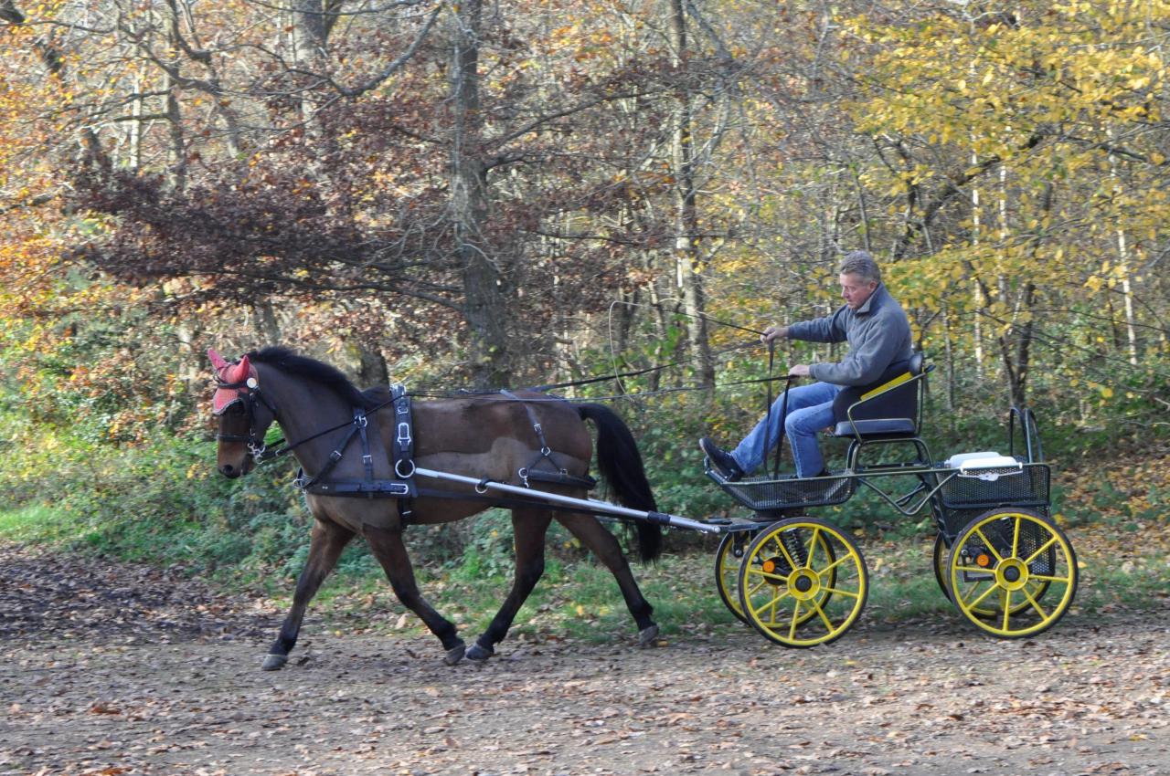 Castrone New Forest In vendita 2009 Baio