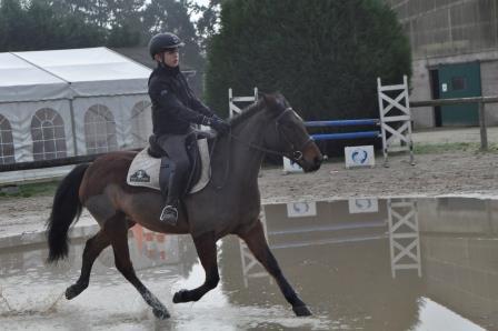 Castrone New Forest In vendita 2009 Baio